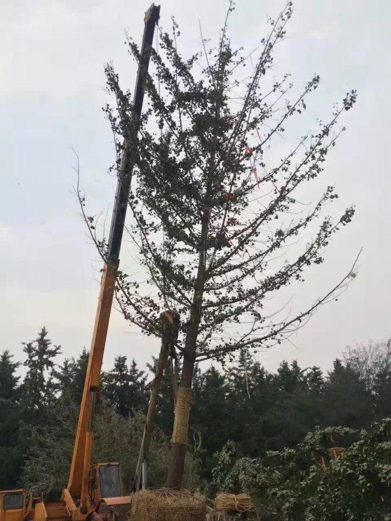 银杏