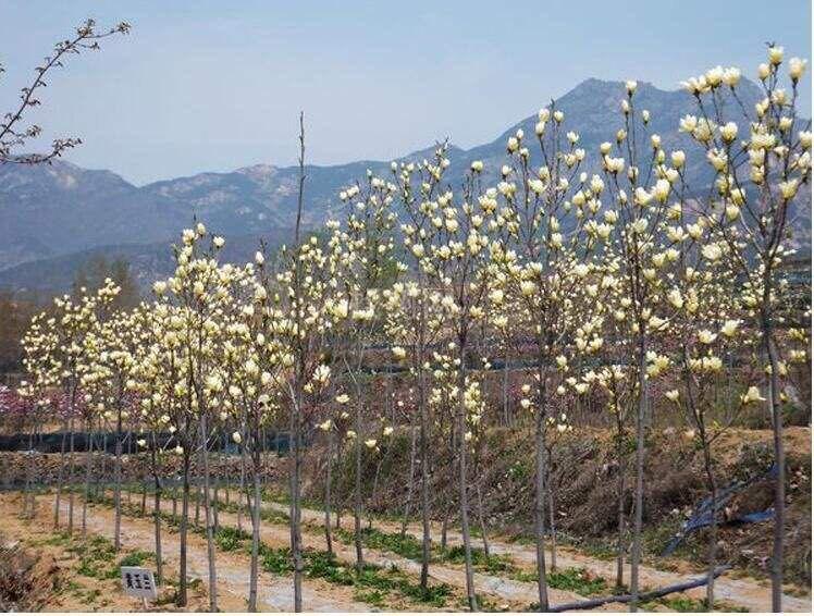 黄玉兰
