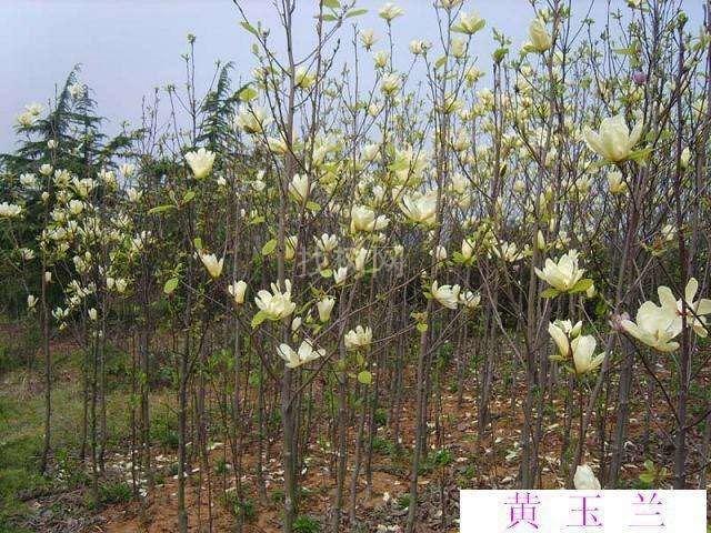 黄玉兰