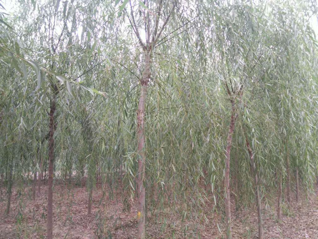 垂柳