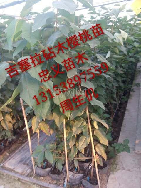 樱桃苗