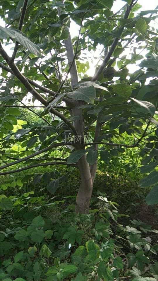 占地核桃树
