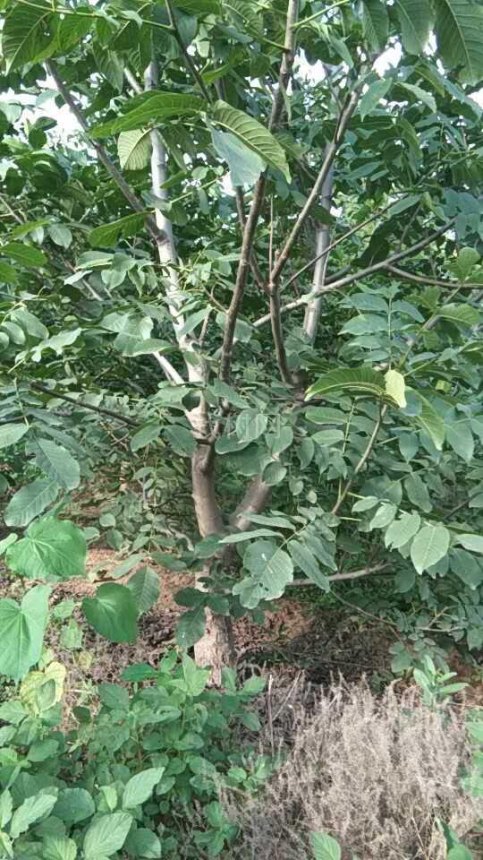 占地核桃树