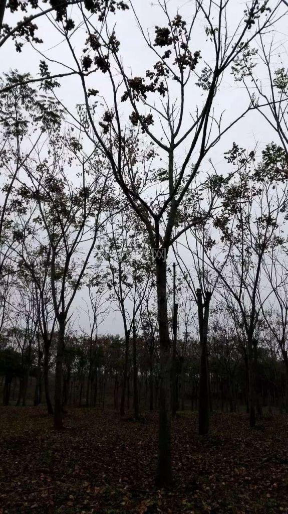 栾树