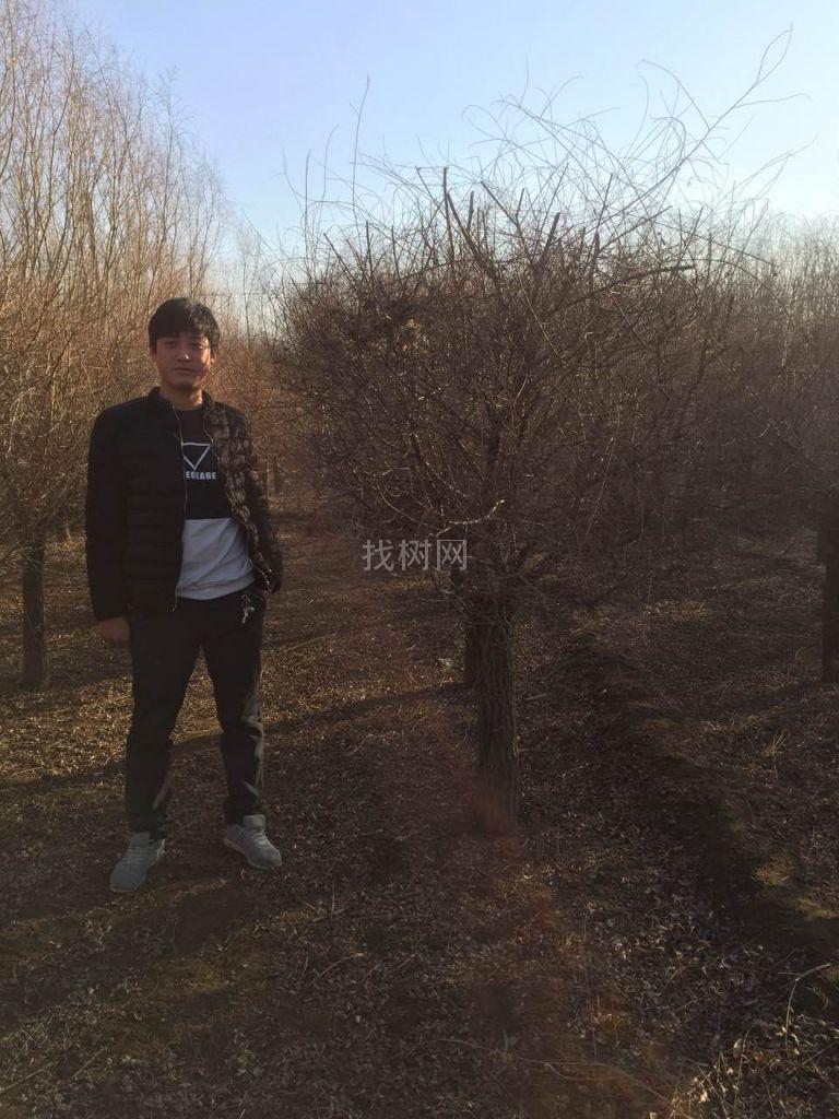 矮接金叶榆