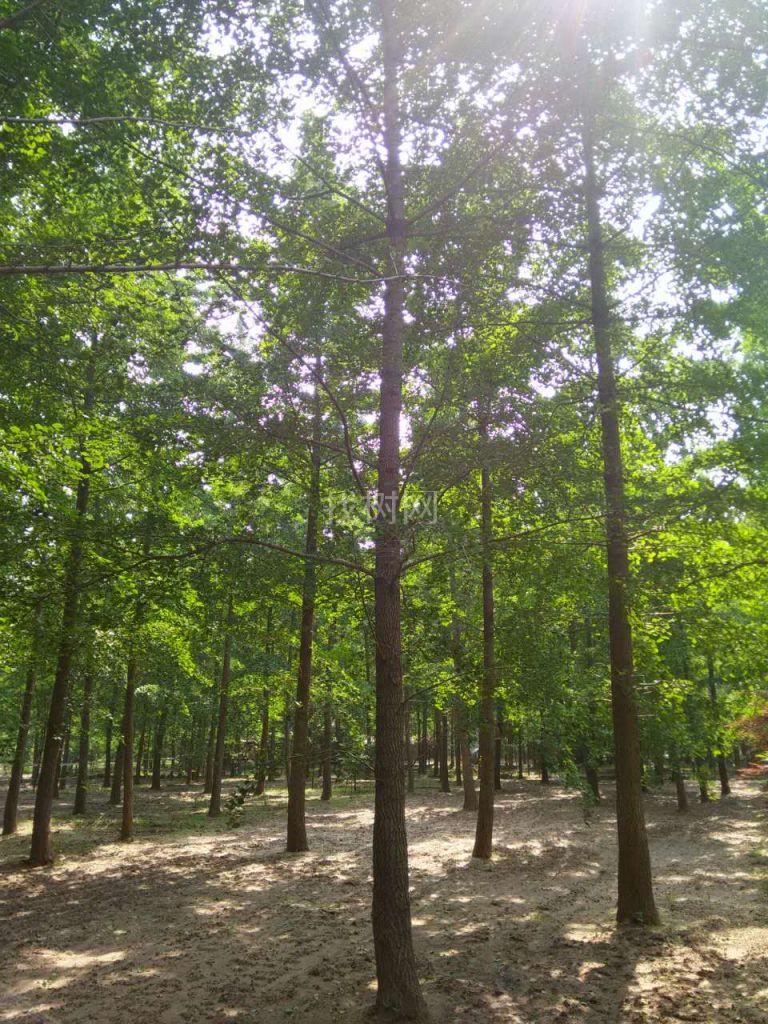 实生银杏树
