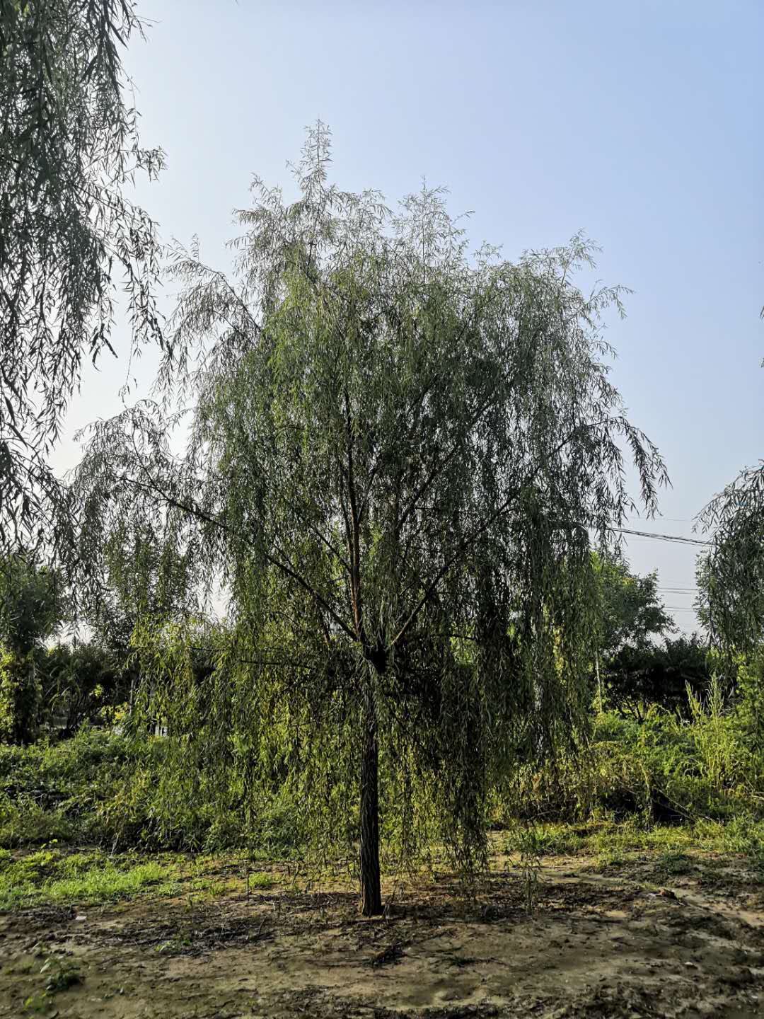 垂柳