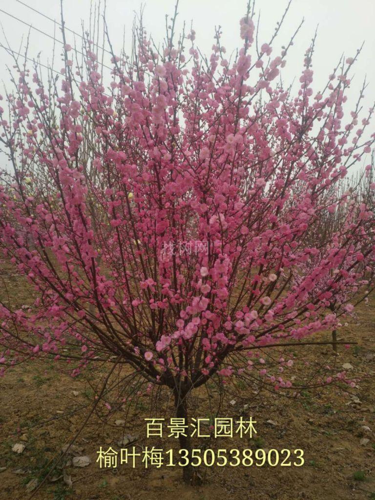 榆叶梅