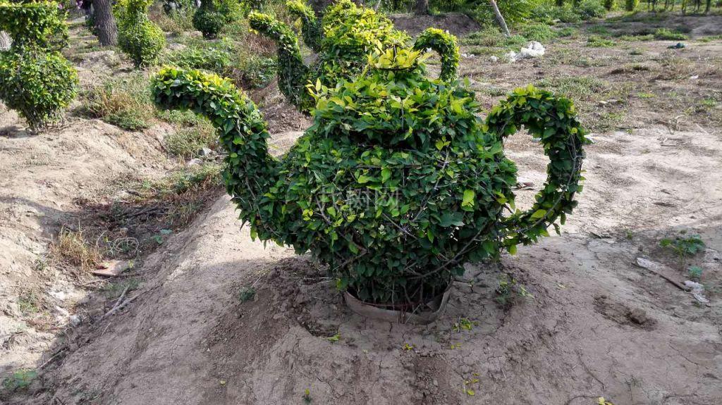 金叶榆茶壶