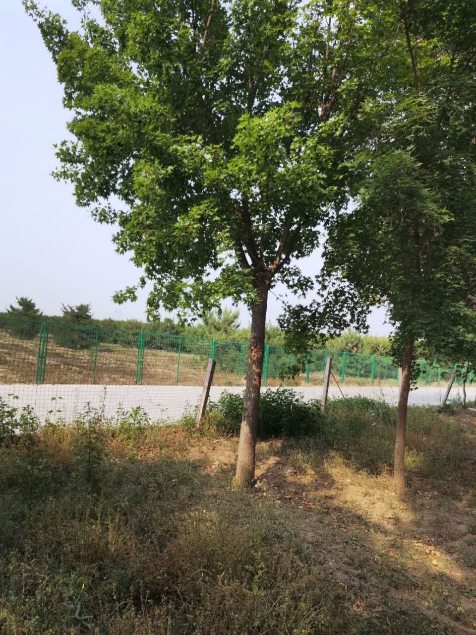 元宝枫