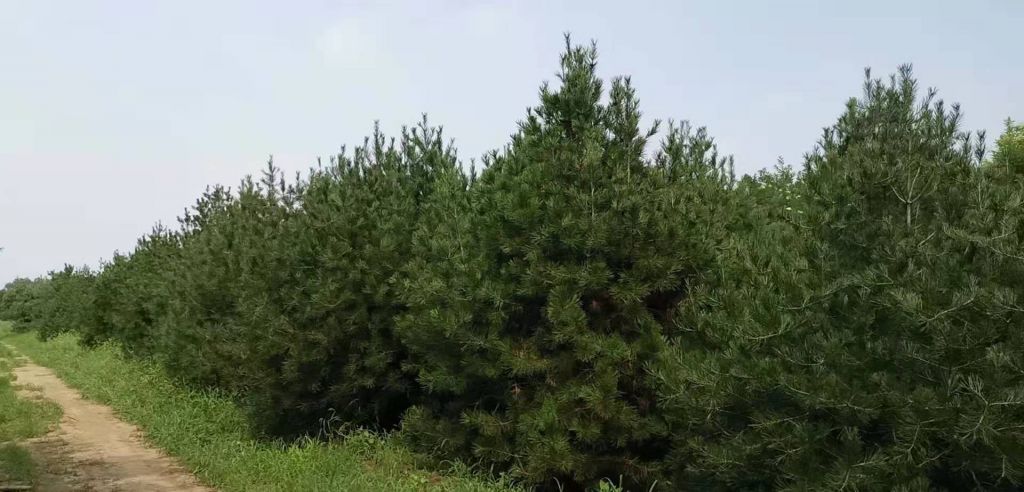 白皮松