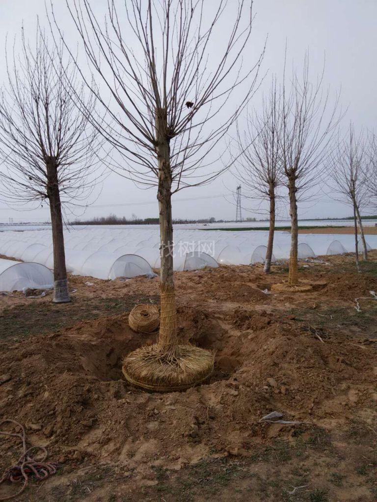 法桐