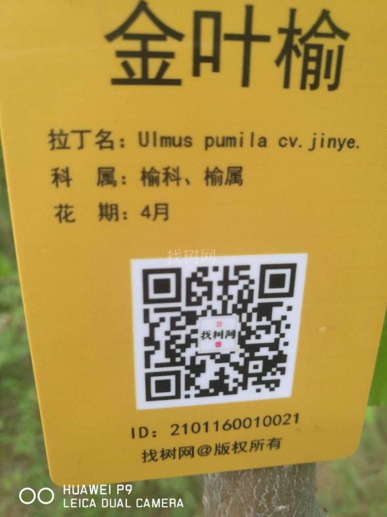 金叶榆