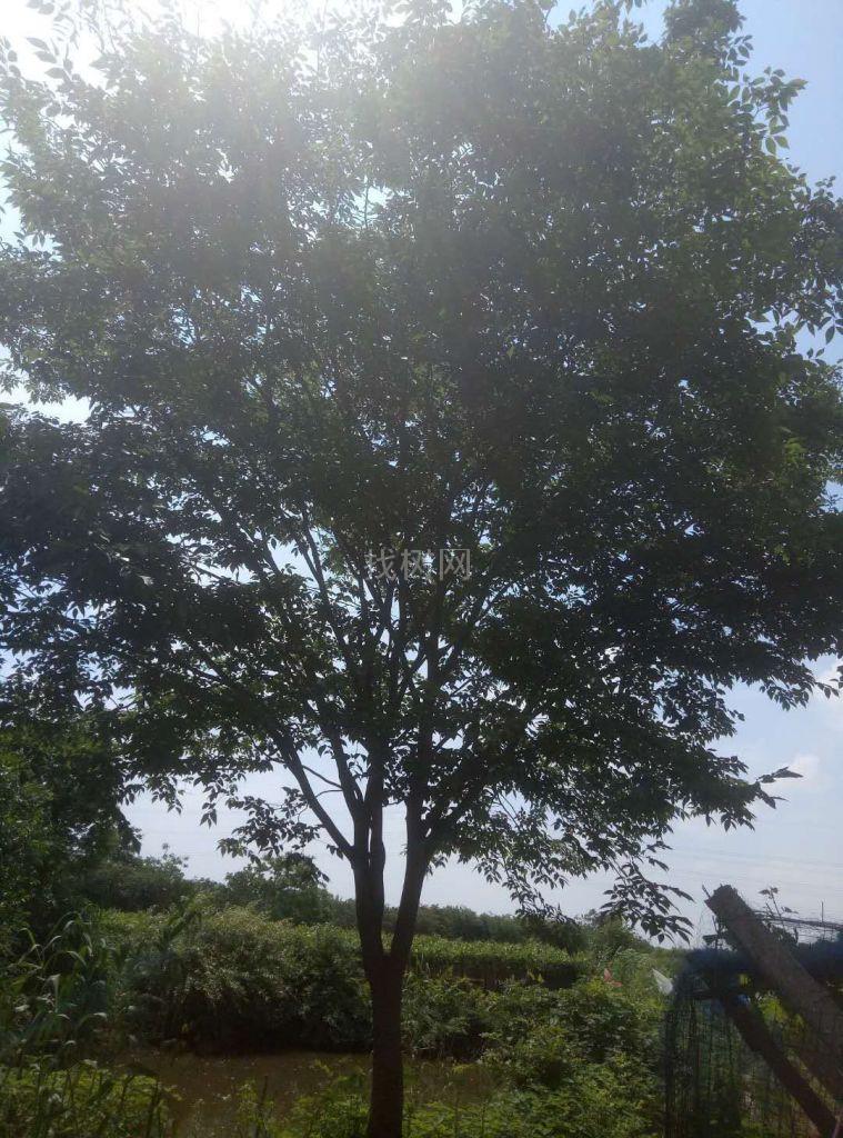 榉树