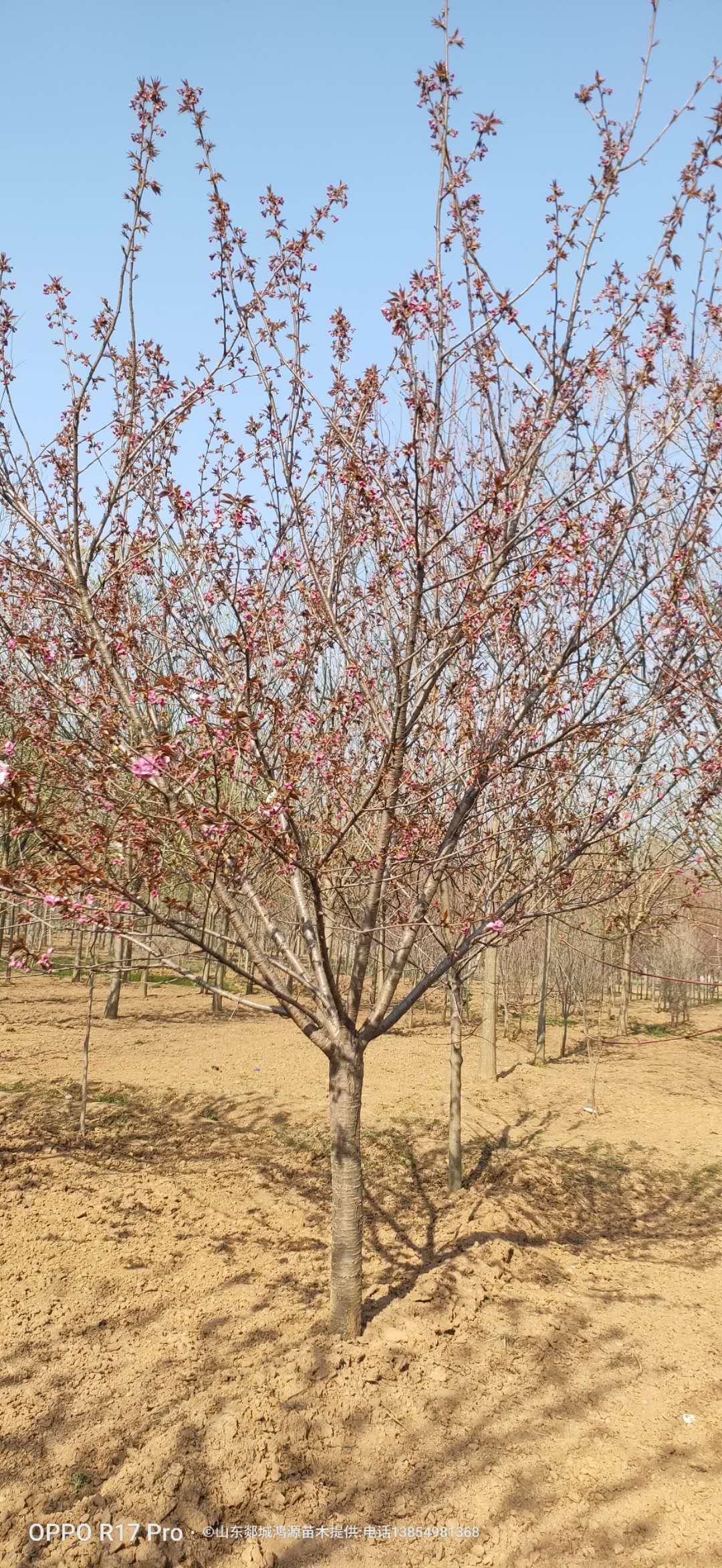 樱花