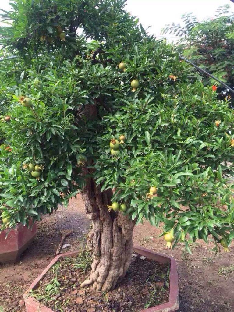 石榴树