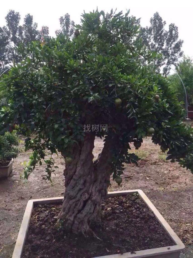 石榴树