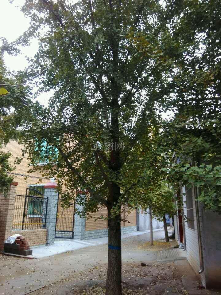 银杏树
