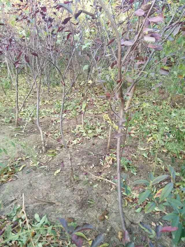 紫叶矮樱