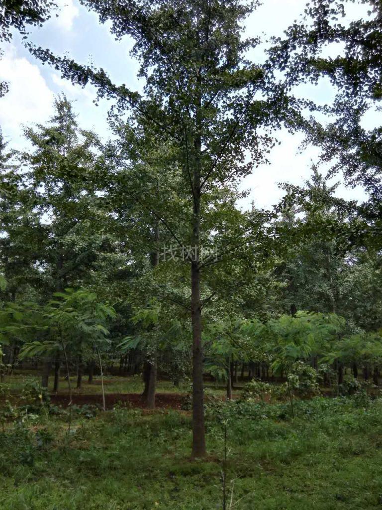 银杏树