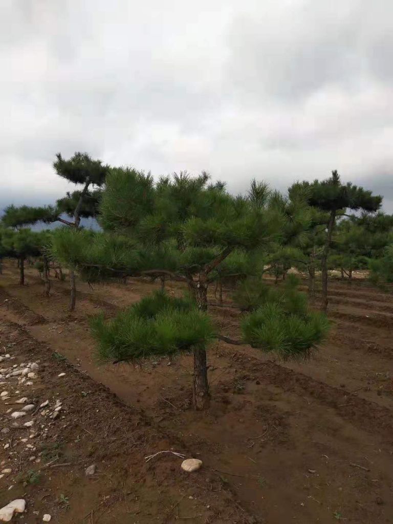 造型油松