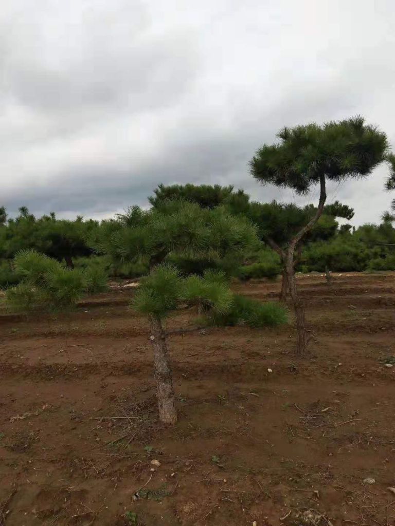造型油松