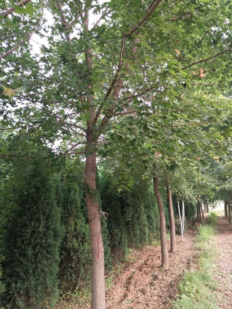 元宝枫