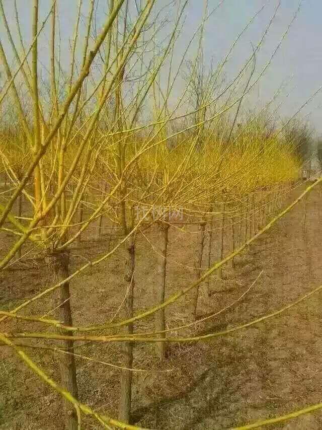 金枝槐
