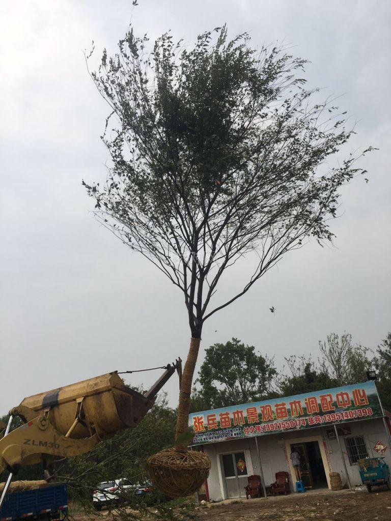 榉树