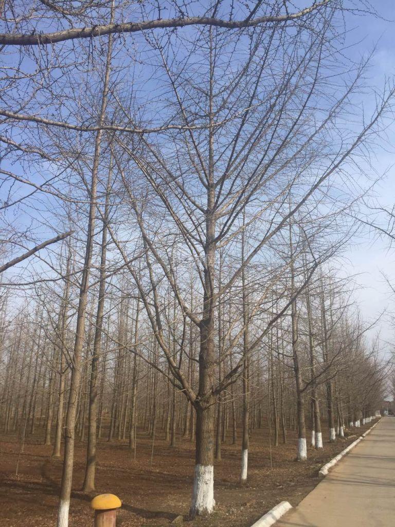 35公分银杏树