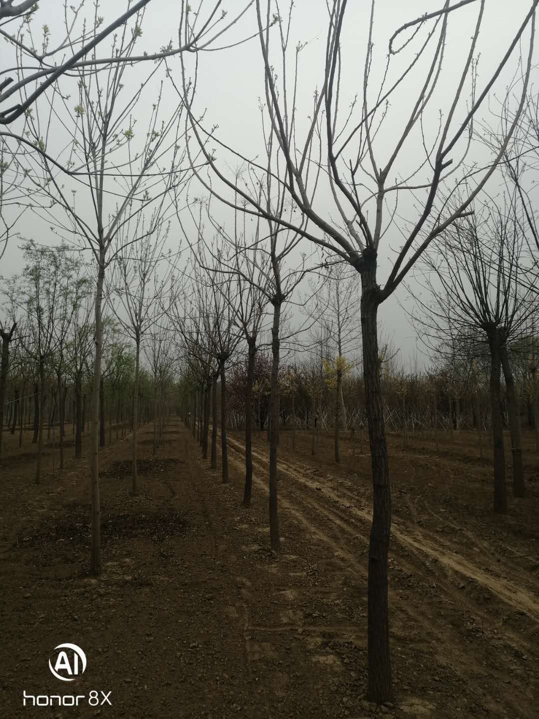 栾树