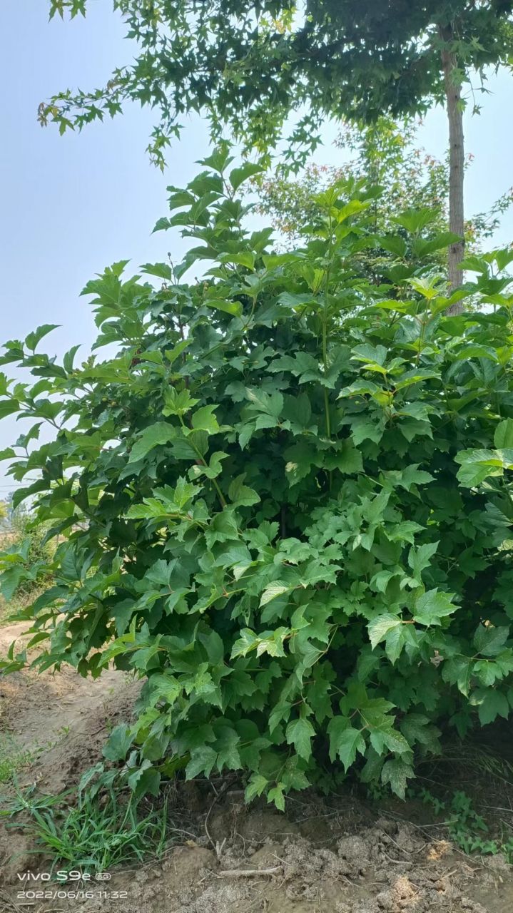 天目琼花