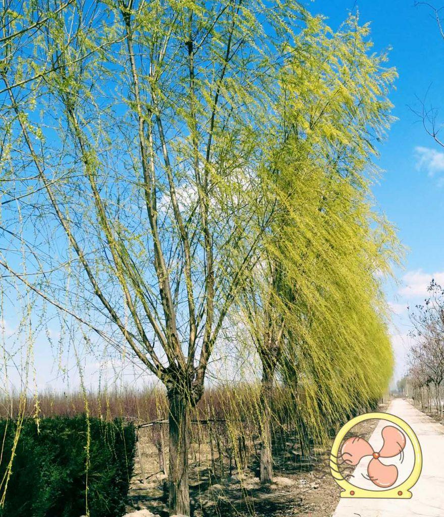 黄垂柳