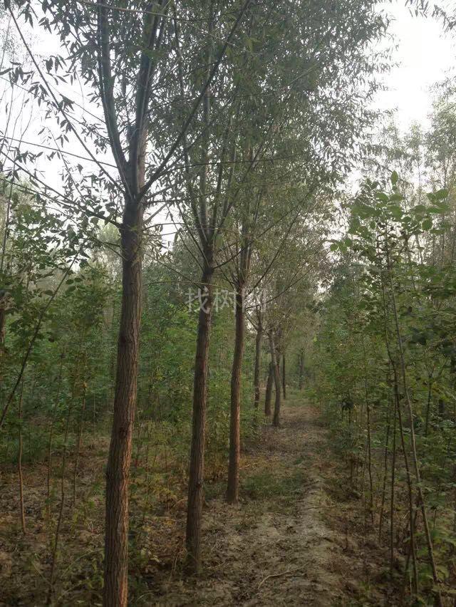 柳树