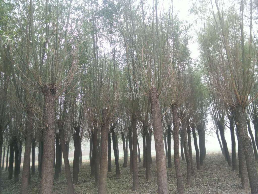 旱柳