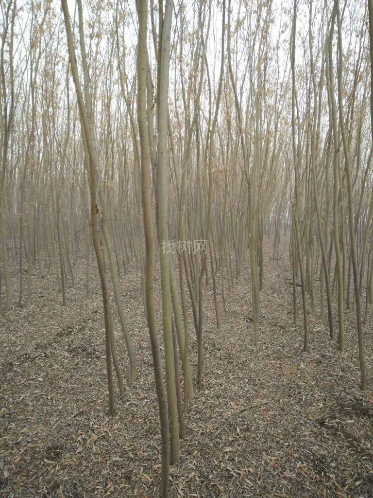 黄金柳