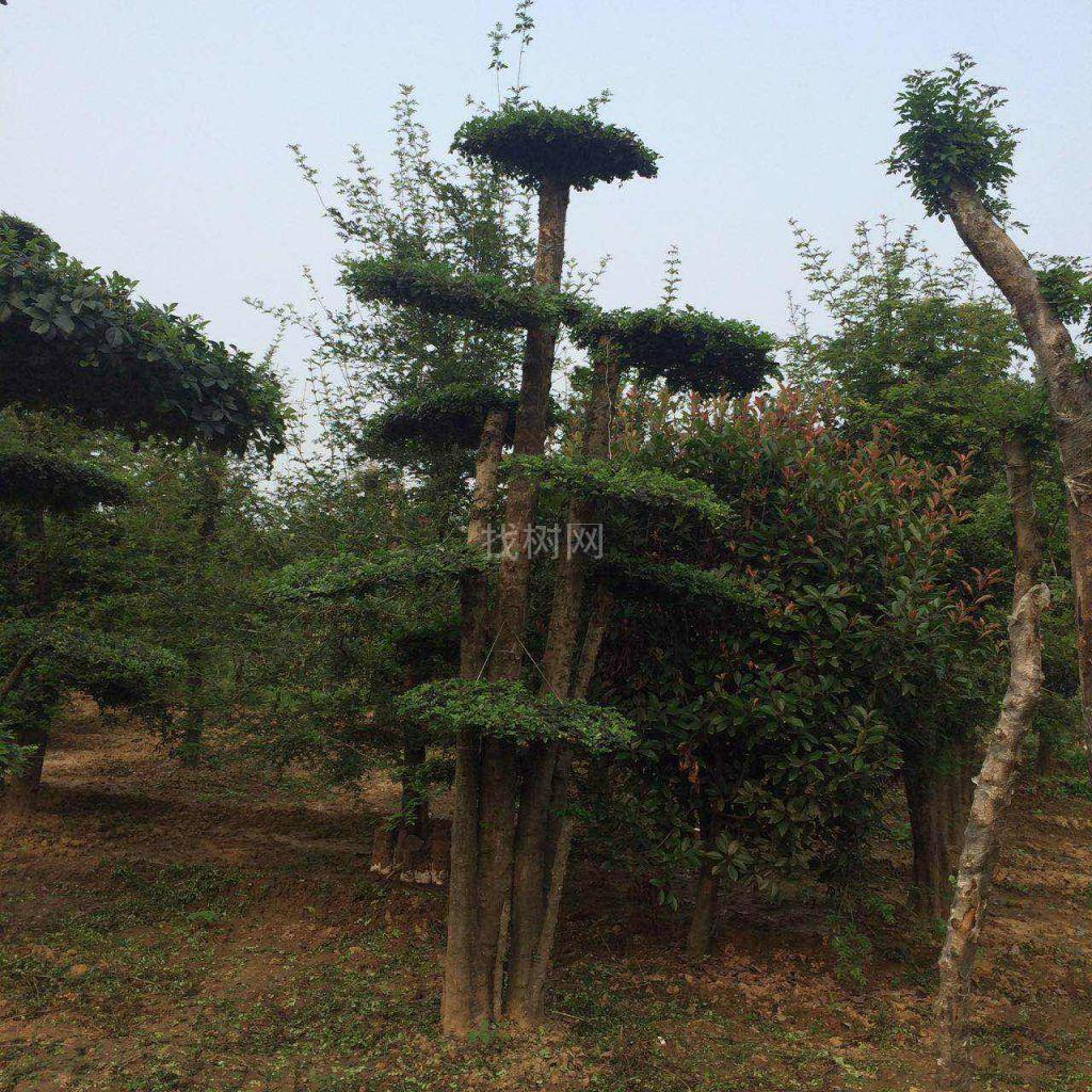 对节白蜡造型