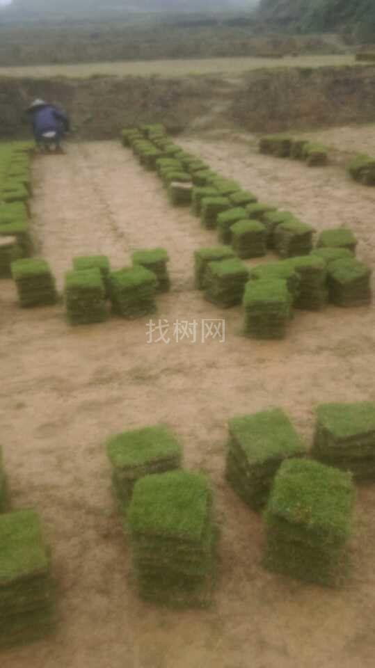 草皮