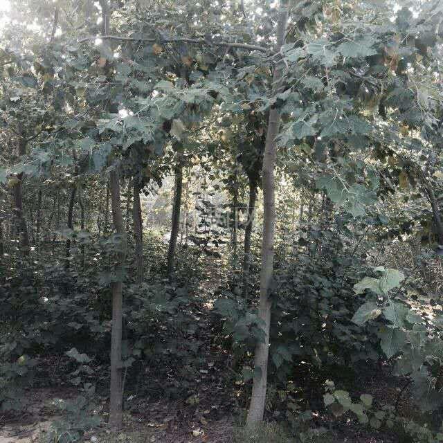 毛白杨