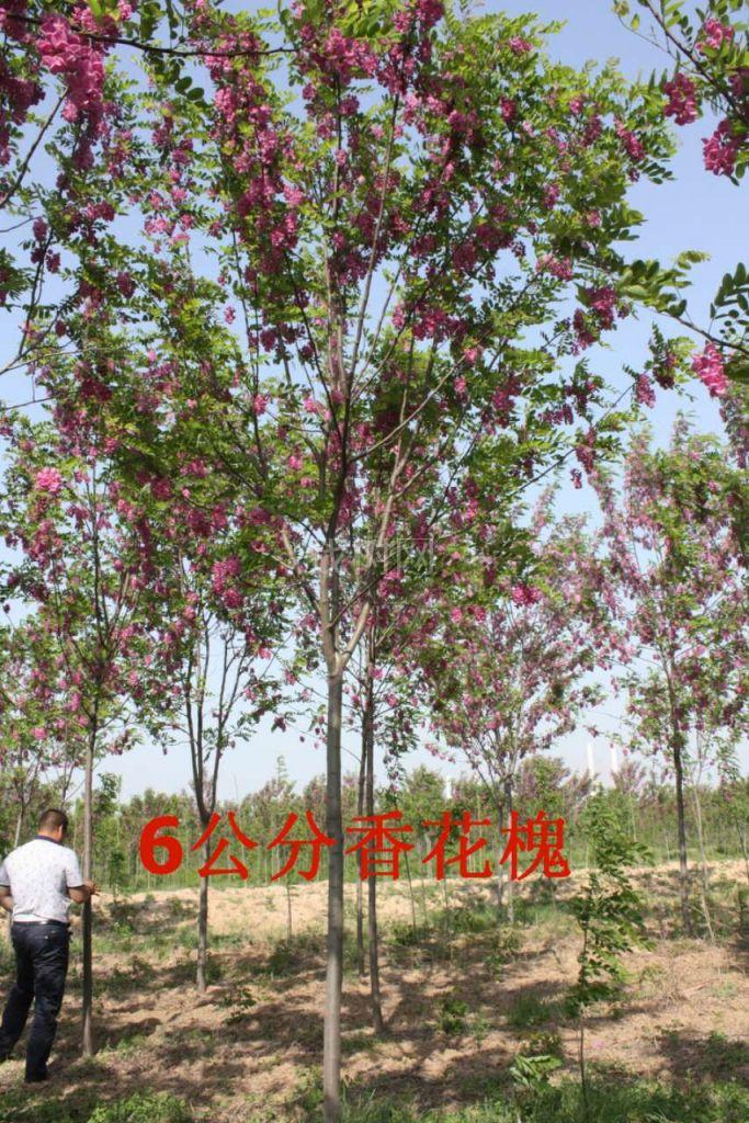 香花槐