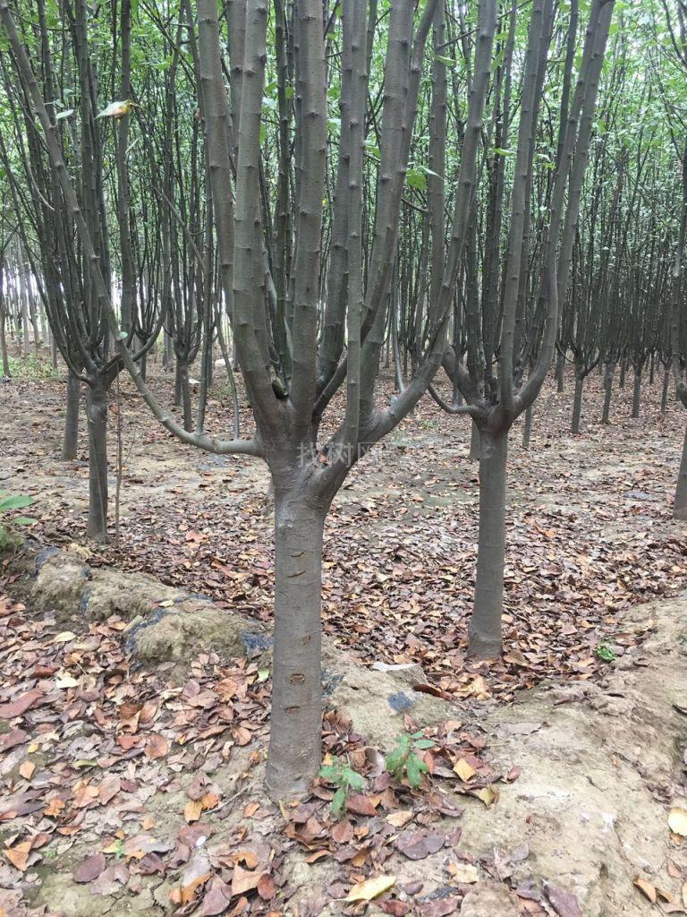 西府海棠