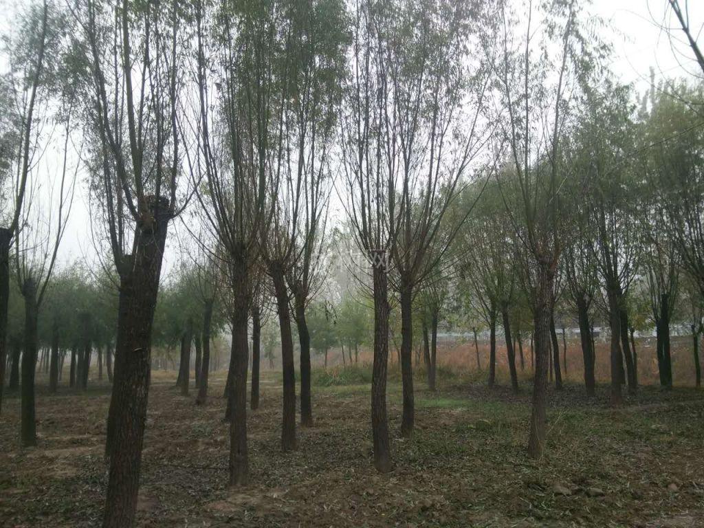 旱柳