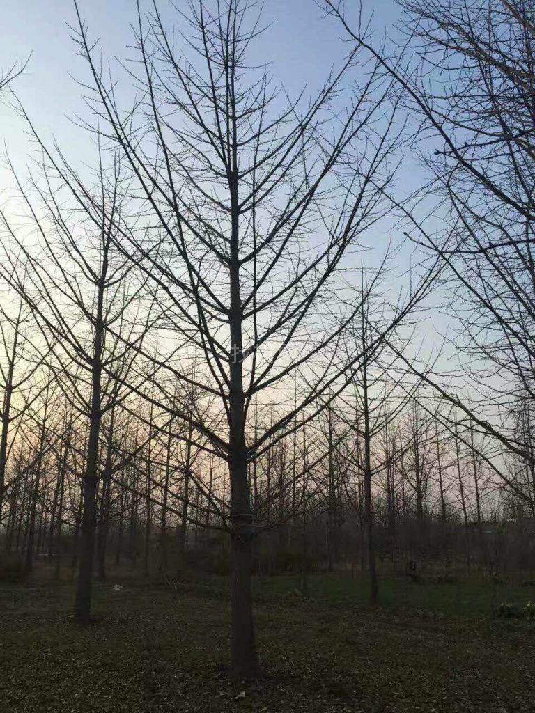 银杏树