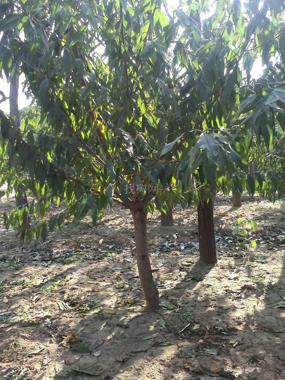 碧桃