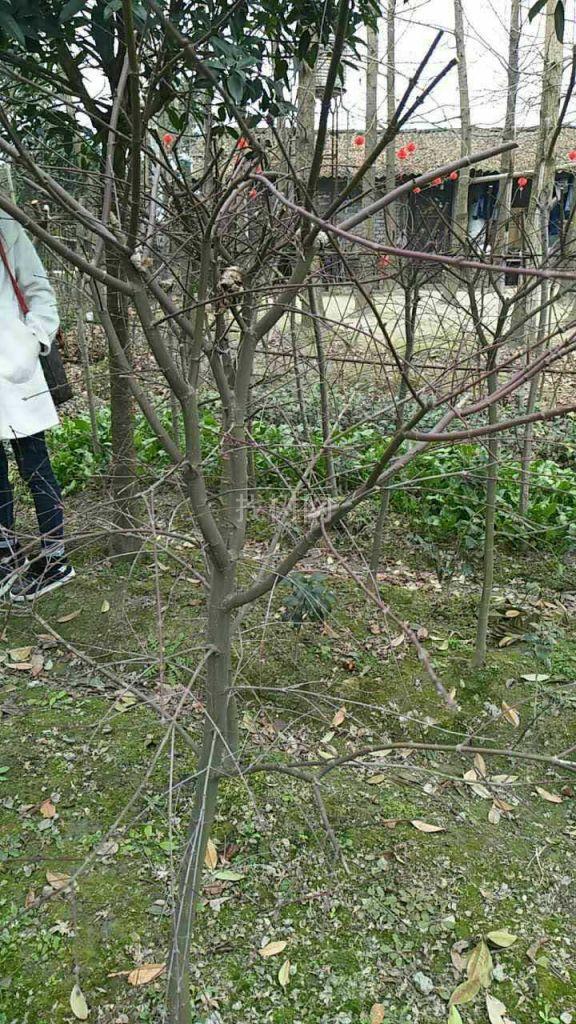 日本红枫