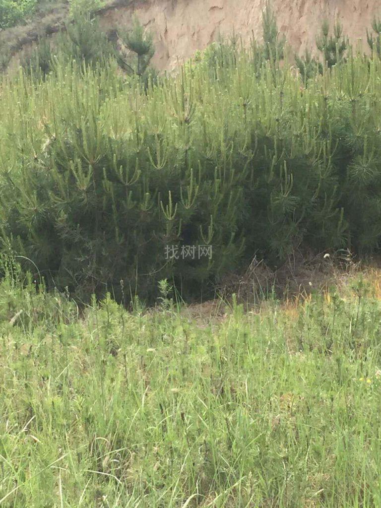 清地树