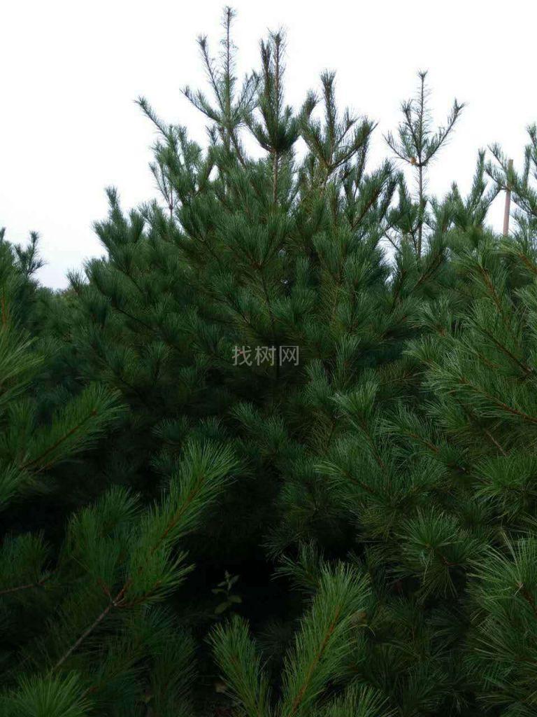 华山松
