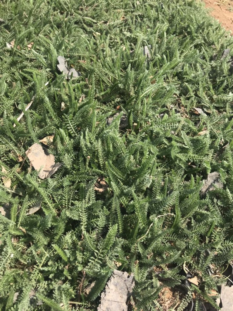 蓍草