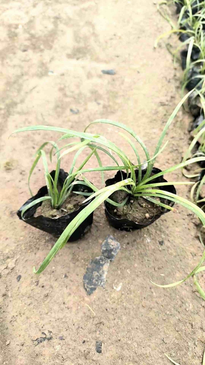 沿阶草