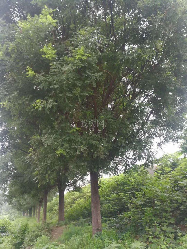 国槐